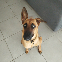 Vanille profile