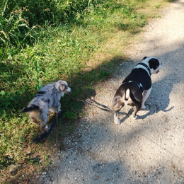 Stitche et venom profile