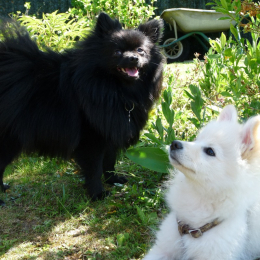 Youna et mango (2 spitz allemands) profile