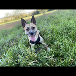 Pixou profile