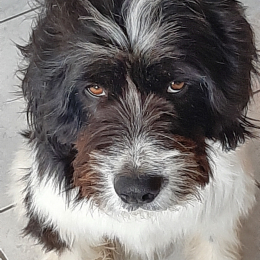 Pelut profile