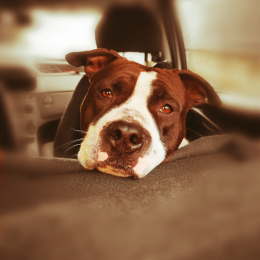 Massimo profile