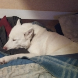 Maîko profile