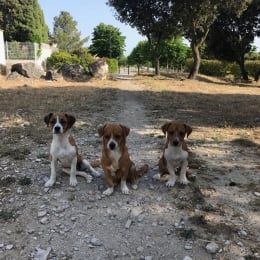Hatchi - romie et luna profile