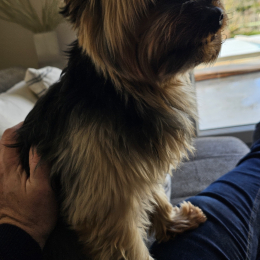 Lewis profile