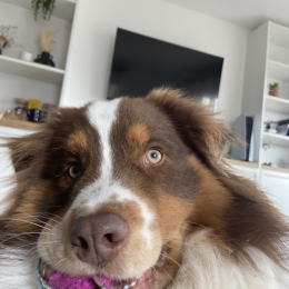 Bella profile