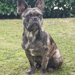Doggo profile