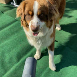 Ralph profile