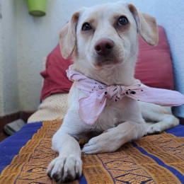 Emery profile
