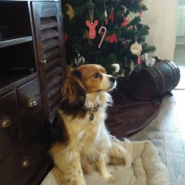 Jack sparrow profile