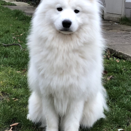 Mango profile