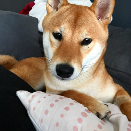 Nala profile