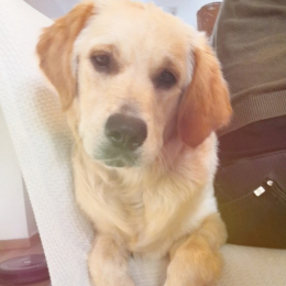 Leti profile