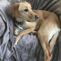 Nala profile