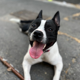 Tyson profile