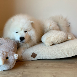 Boo profile