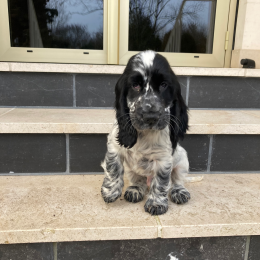Smatch profile