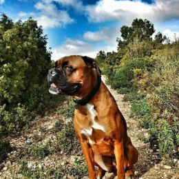 Elodie profile