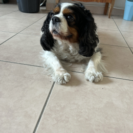 Choupette profile