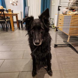 Django profile