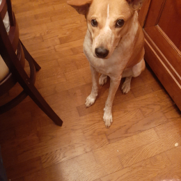 Doggo profile