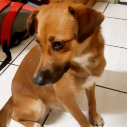 Biscotte profile