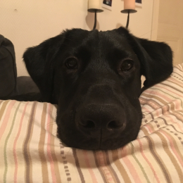 Boom profile