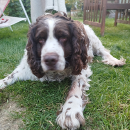 Doggo profile