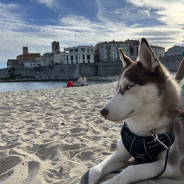 Talya profile
