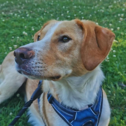 Zef profile
