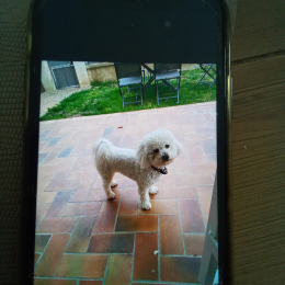 Pilou profile