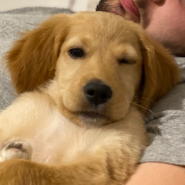 Freyja profile