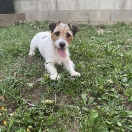 Poppy profile