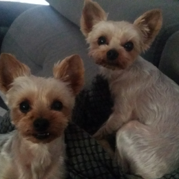 Holly,choupette profile