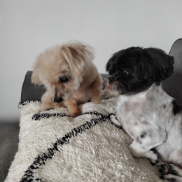 Bouboune et poupette profile