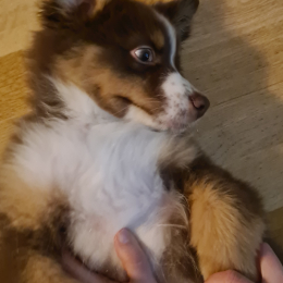 Ubby profile