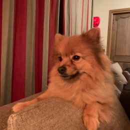 Nuts profile