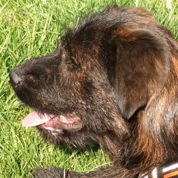 Topette profile