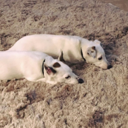 Nemo et gaby profile