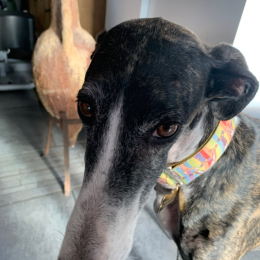 Chips/cannelle/india profile