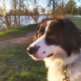 Doggo profile