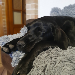 Usko profile