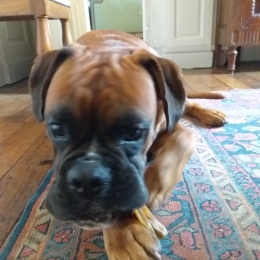 Doggo profile