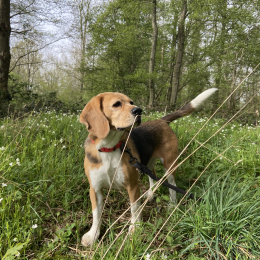 Marie-lou profile