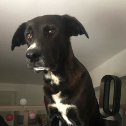Molly profile