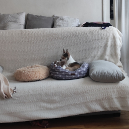 Popeye et tara profile