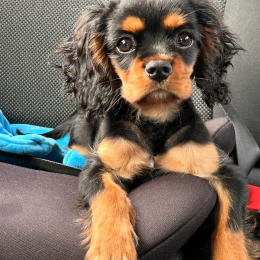 Simba profile