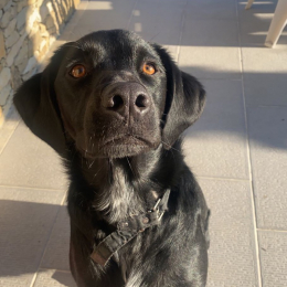 Manuella profile