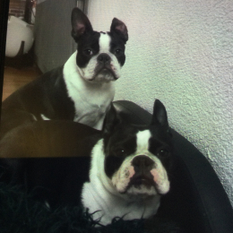 Pixie et scooby profile