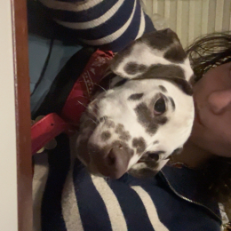 Pongo profile